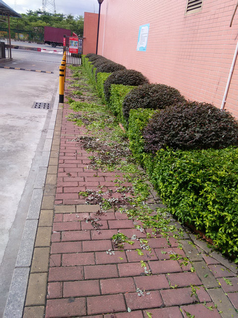 绿化1