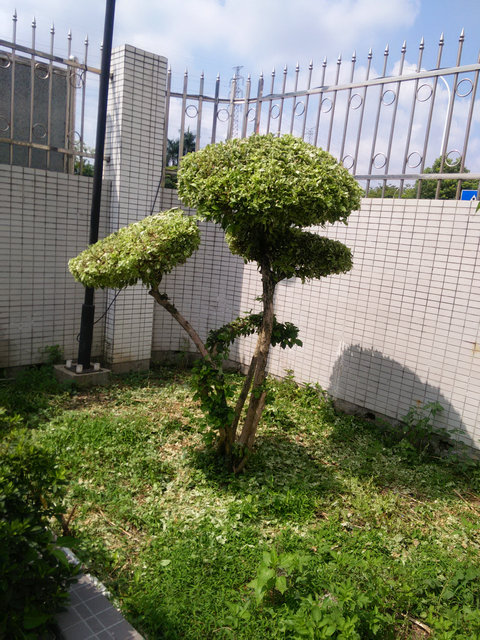 绿化4
